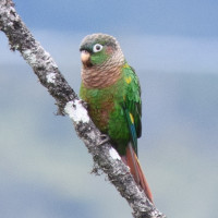 Brown-breasted Parakeet